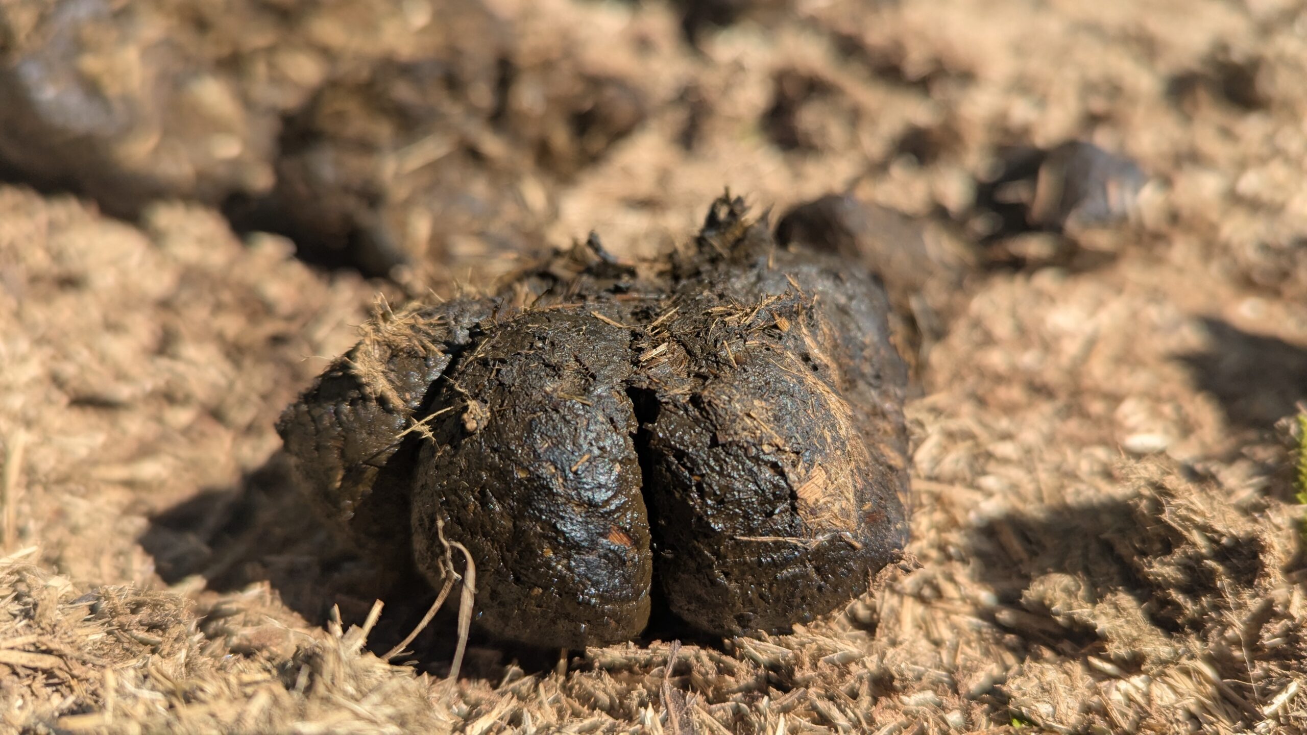 How to get rid of flies on a farm?