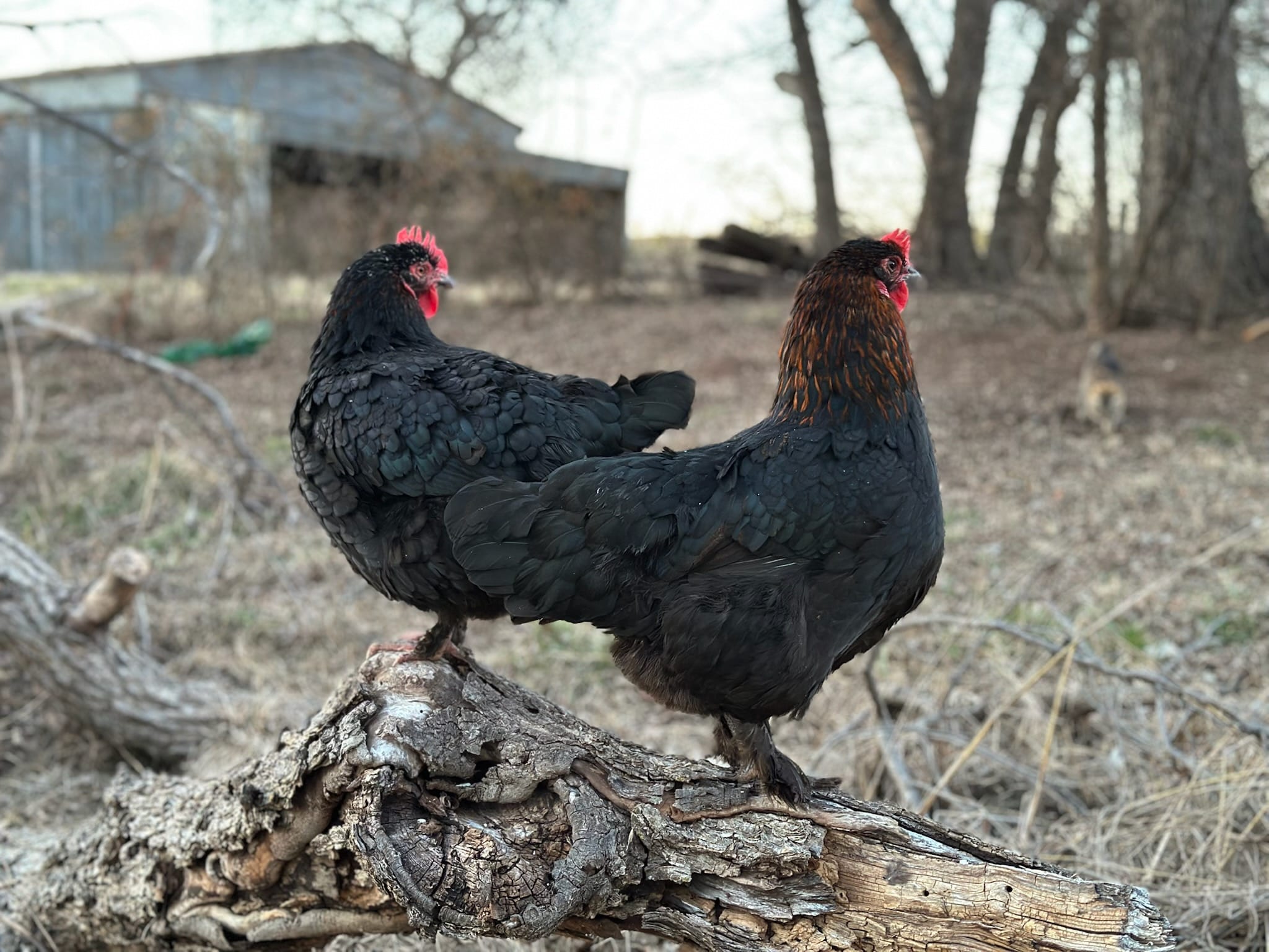 What is The Rural American Dream?