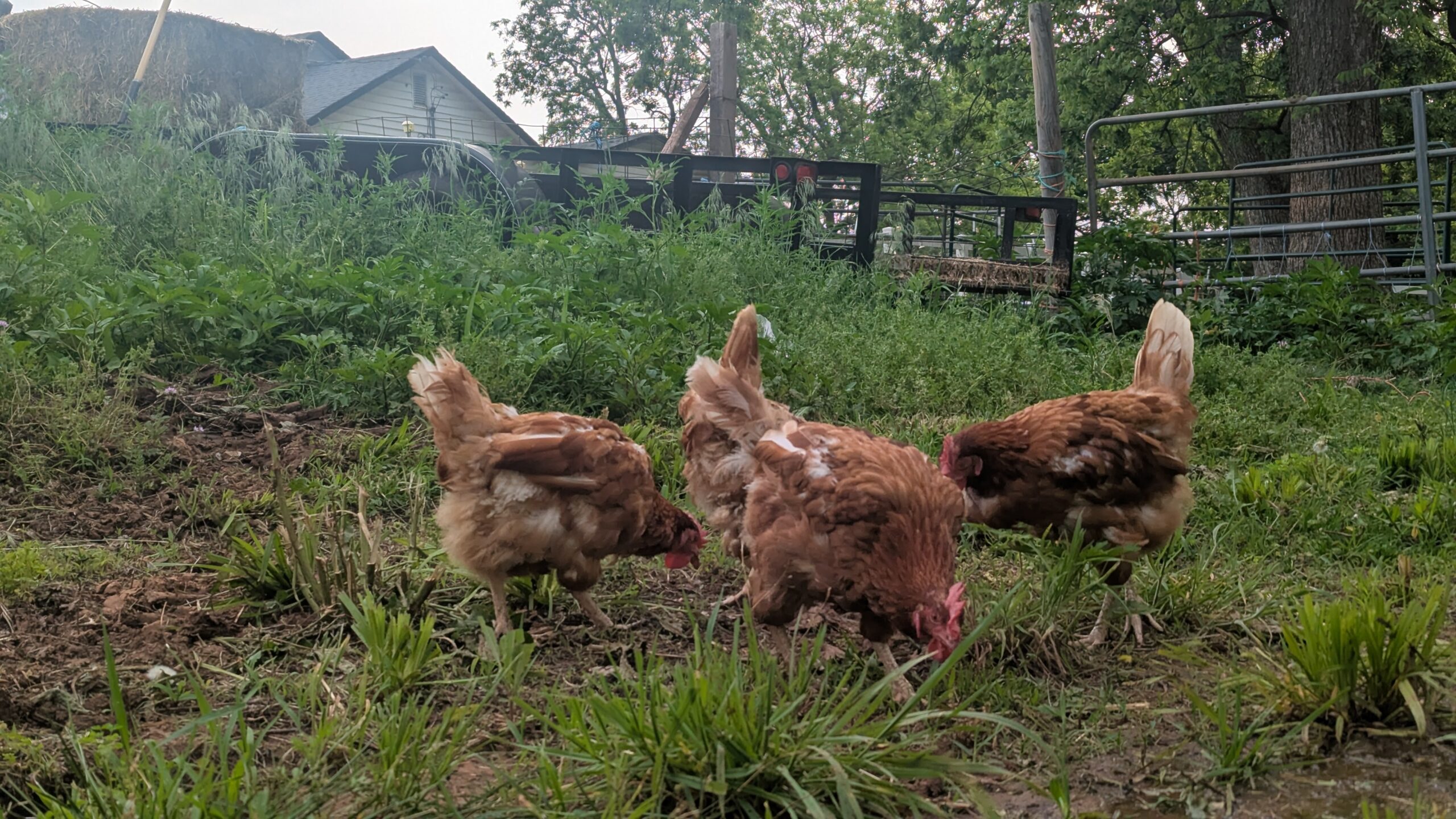 Why chickens stop laying